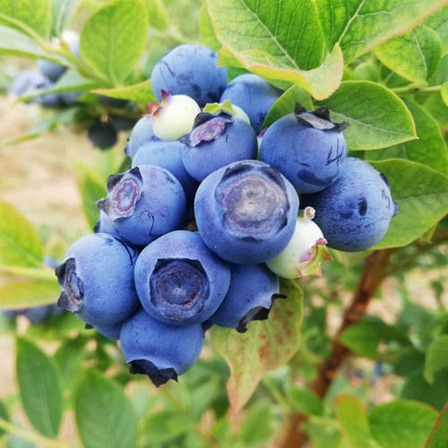 蓝莓肥水管理,蓝莓花期管理技术,蓝莓水溶肥