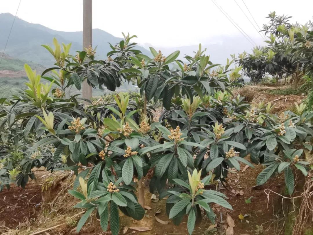 枇杷十月份管理,枇杷叶面肥,枇杷种植管理