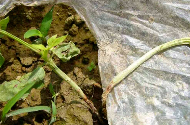 芸豆根腐病,芸豆根腐病治疗,芸豆根腐病用药