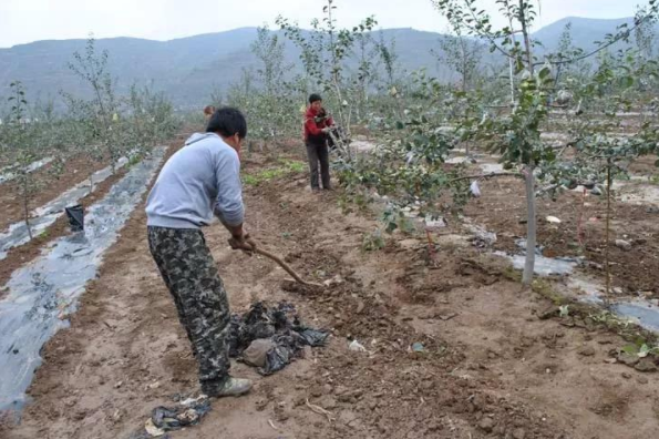 果树冬肥,冬肥的作用,冬肥使用时间,果树种植