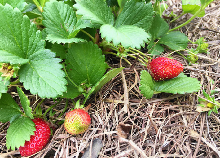 草莓个头小,草莓果小,草莓用肥