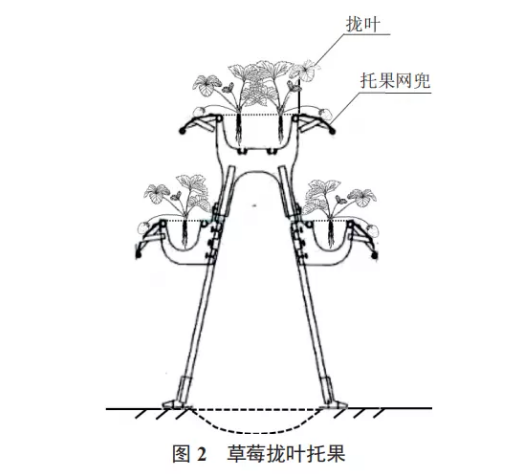 草莓栽培模式,草莓栽培,草莓种植,草莓架式栽培