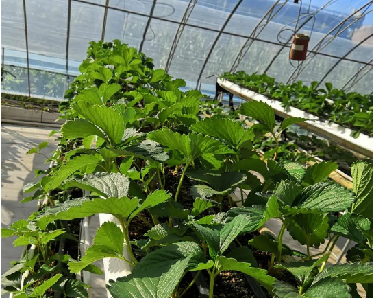 草莓栽培模式,草莓栽培,草莓种植,草莓架式栽培