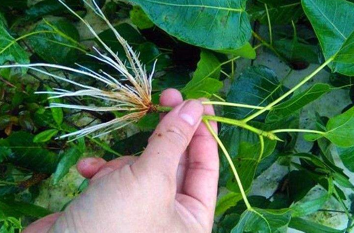 生根剂,生根剂品牌,生根剂作用,生根剂使用方法