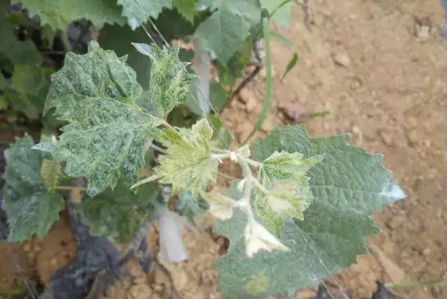 阳光玫瑰葡萄苗价格,阳光玫瑰种植技术,阳光玫瑰管理