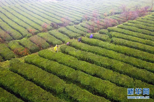 高毒农药,化学除草剂,植调剂,贵州,茶园