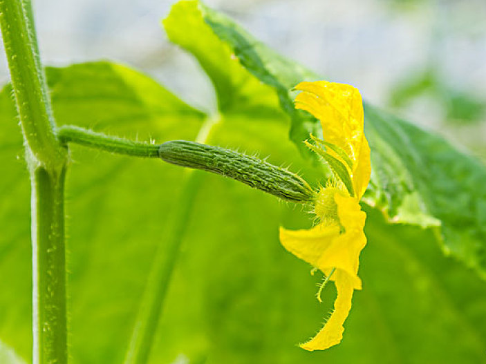 大棚黄瓜种植,大棚黄瓜种植管理,大棚黄瓜肥料