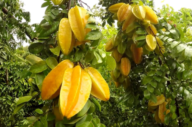 杨桃种植,杨桃栽种,杨桃种植技术