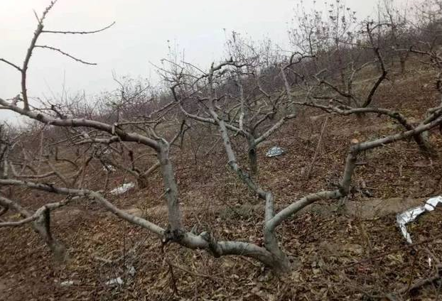 桃树冬季管理,桃树种植技术,桃树修剪