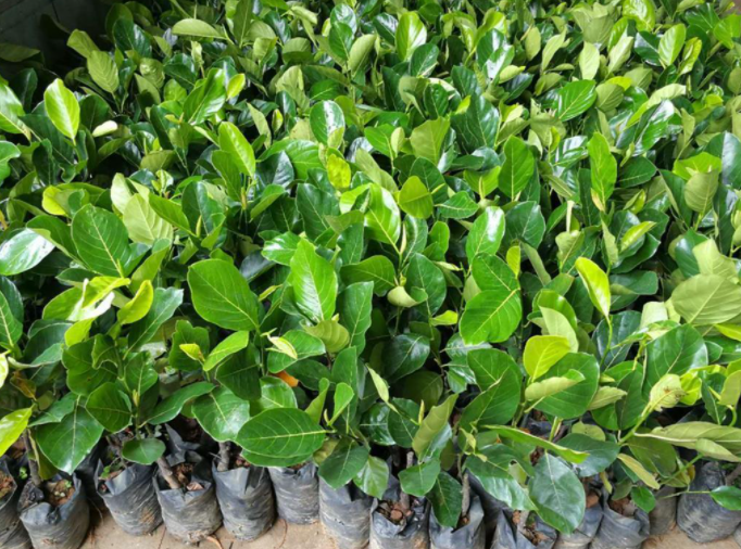 菠萝蜜小苗施肥,菠萝蜜幼苗修剪,菠萝蜜种植管理