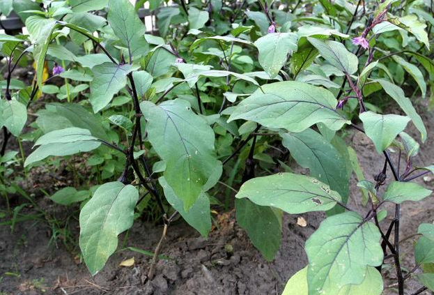 茄子落花落果,茄子落花落果防治,茄子落花落果原因