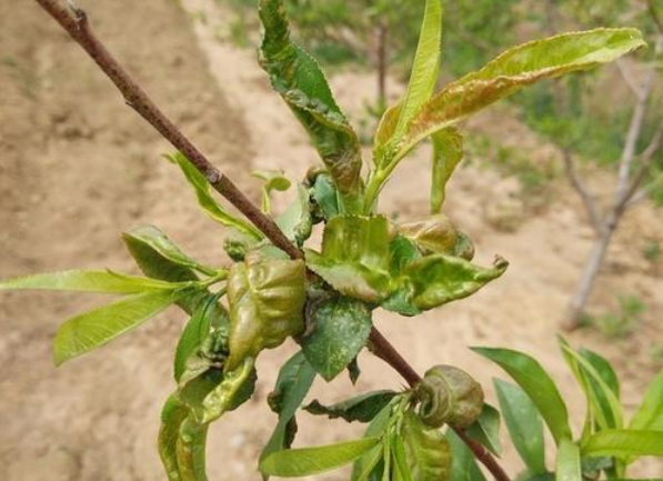 春季桃树病虫害,桃树病虫害防治,桃树种植管理
