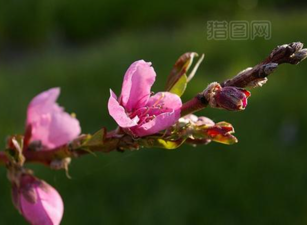 春季桃树修剪,春季桃树疏花,春季桃树疏果,,春季桃树定果管理