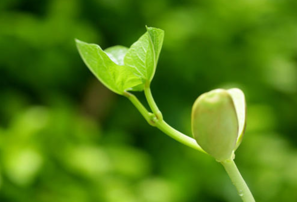 种子消毒杀菌,种子浸种催芽技巧,种子播种