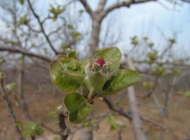 苹果春季肥水,苹果萌芽施肥,苹果水肥管理