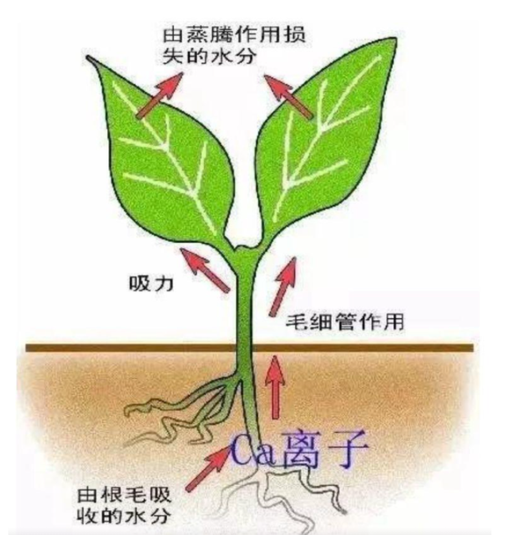 作物缺钙原因,钙肥使用效果,钙肥叶面肥