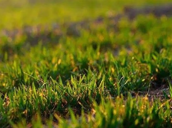小麦苗过旺,小麦返青拔节,麦苗势黄弱