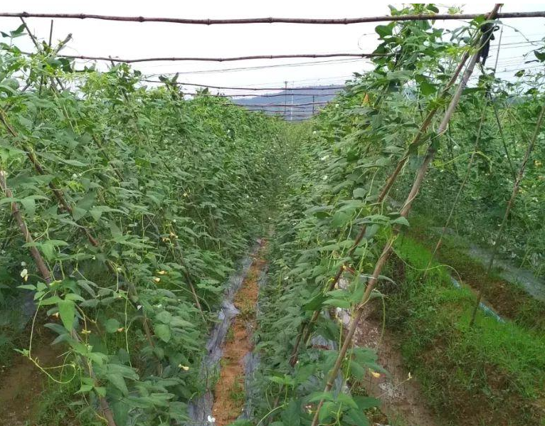 豆角生长期管理,豆角施肥,豆角采摘