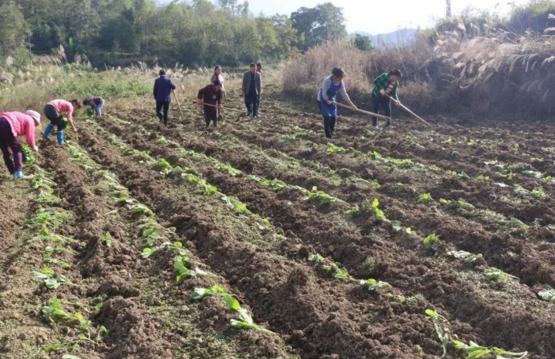 移栽时间,移栽定植湿度,移栽定植深度
