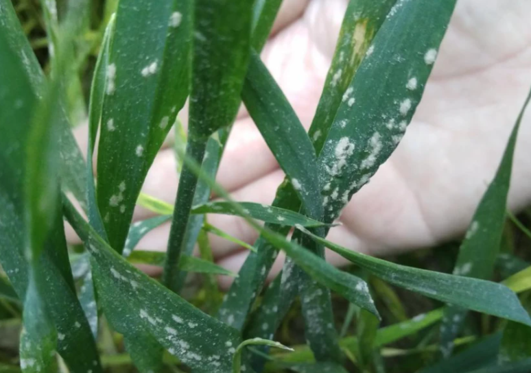 小麦锈病,小麦白粉病,小麦病害防治