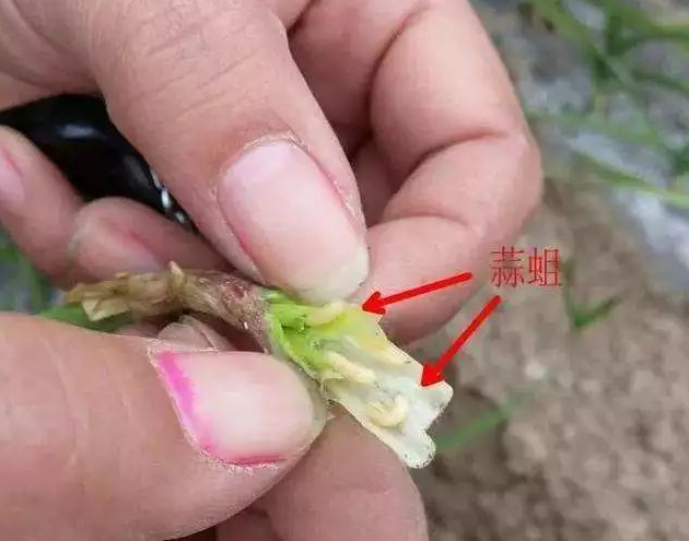 大蒜干尖黄叶,大蒜干尖黄叶病虫害,大蒜干尖黄叶防治