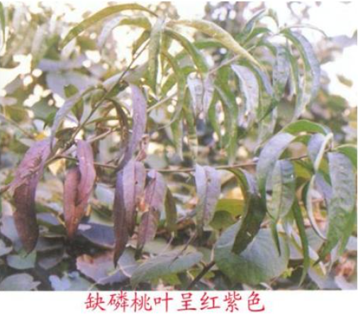 磷肥的作用,缺磷症状,缺磷的危害