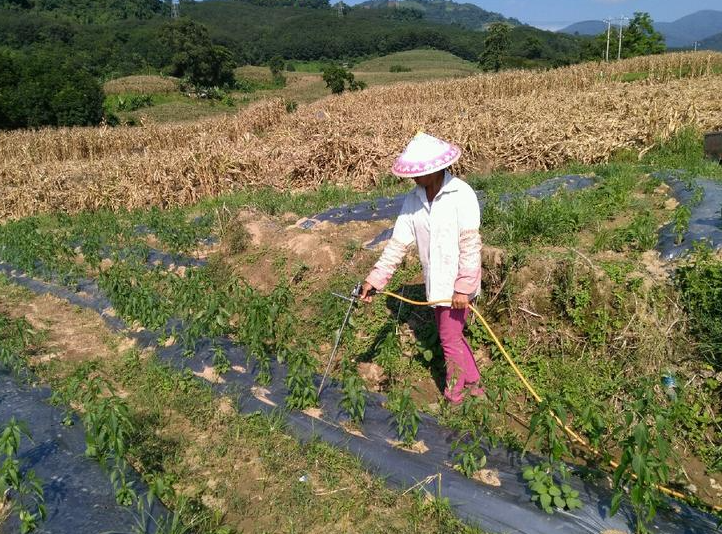 种植辣椒,辣椒肥料,辣椒水溶肥