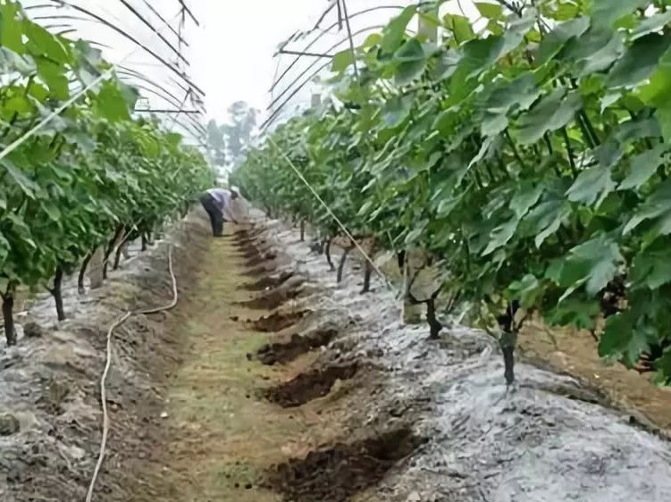 果树烂根原因,果树烂根表现,果树烂根用药