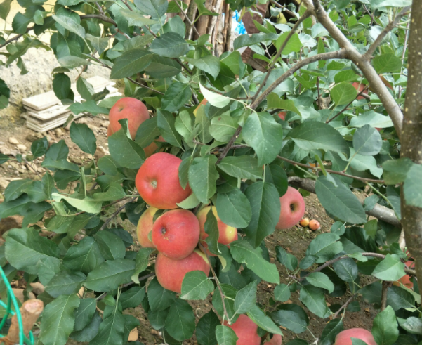 苹果膨大期,苹果水溶肥,苹果追肥