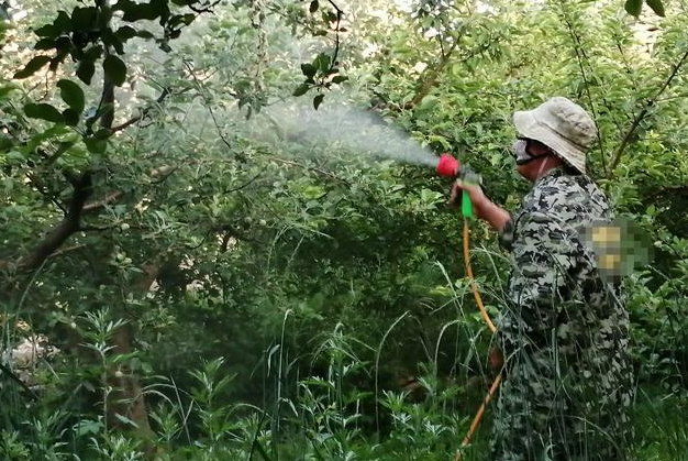 苹果套袋,苹果套袋施肥,苹果施肥管理