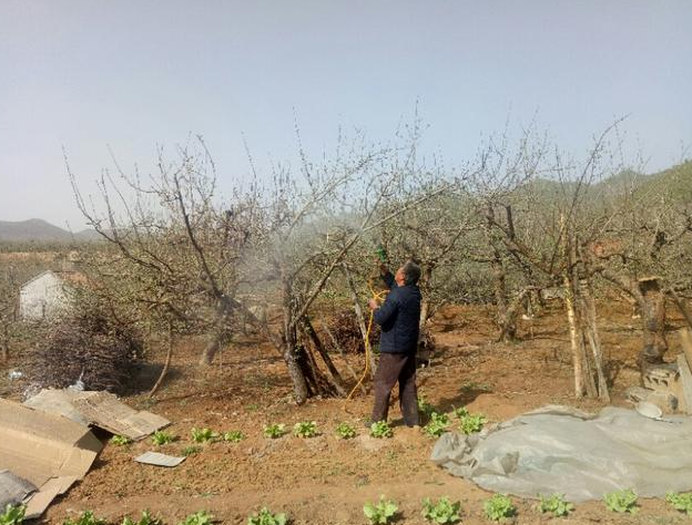 苹果树不结果,苹果树种植,苹果树挂果规律