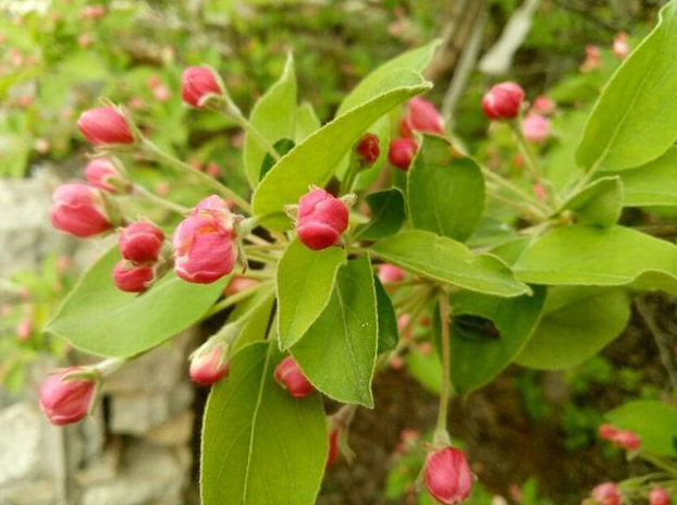 苹果树花少,苹果种植,苹果树花少原因