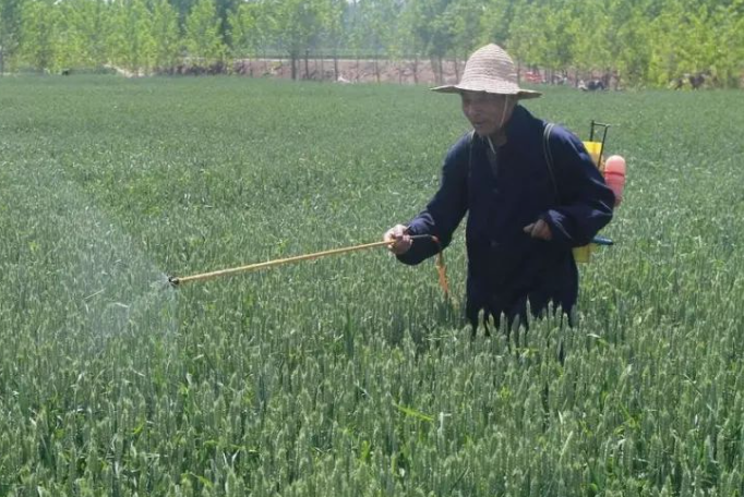 小麦扬花期,小麦打磷酸二氢,小麦叶面肥