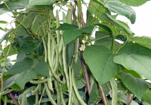 种植四季豆,四季豆冻害,四季豆叶面肥