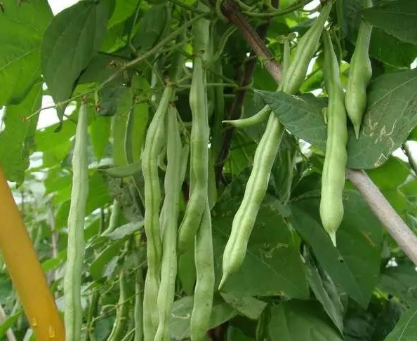种植四季豆,四季豆冻害,四季豆叶面肥