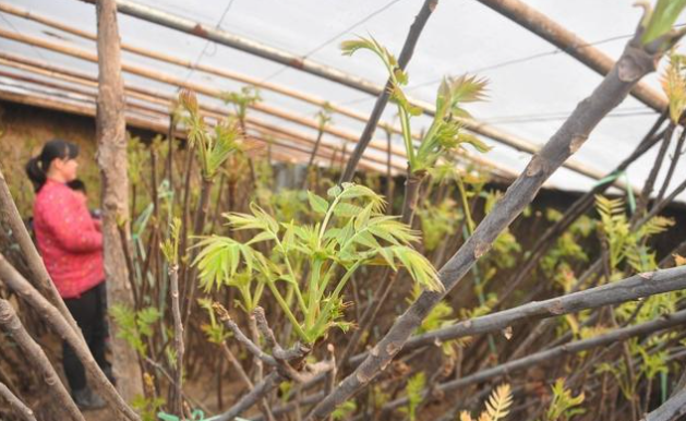 大棚香椿,香椿卷叶,香椿芽卷叶防治