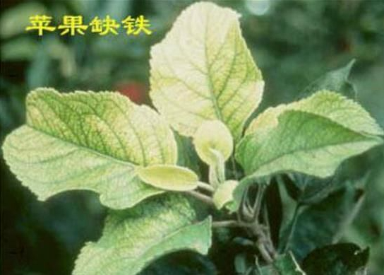 果树缺铁,缺铁症状表现,铁肥