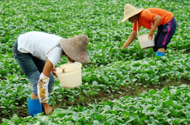 菌肥,生物菌肥,生物菌肥使用