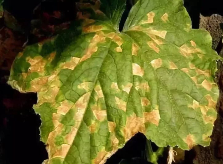 植物叶子黄斑,叶子黄点,作物霜霉病