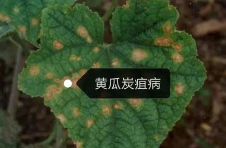 植物叶子黄斑,叶子黄点,作物霜霉病